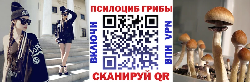 Псилоцибиновые грибы Psilocybe  Купить закладки  Новоалтайск 